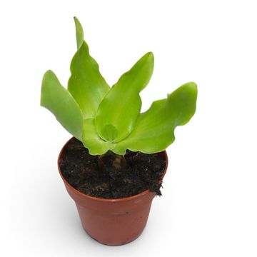 Ledebouria concolor