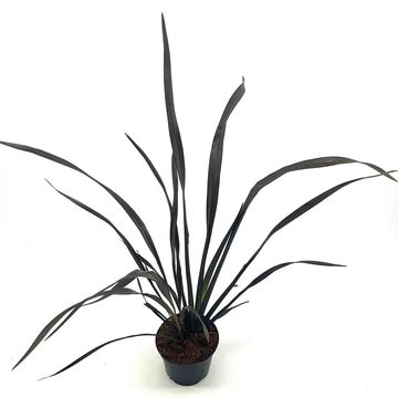 Phormium 'Platt's Black'