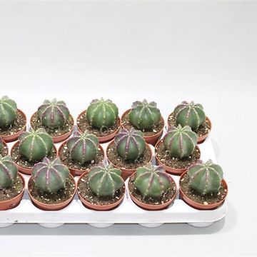 Echinocereus coccineus inermis