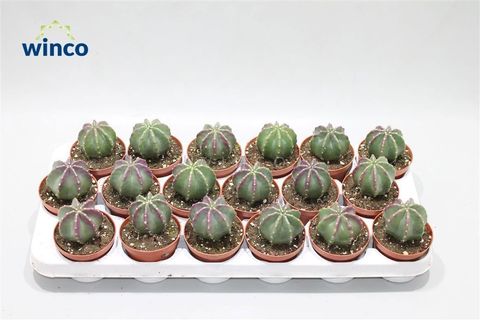 Echinocereus coccineus inermis