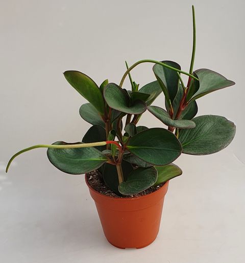 Peperomia clusiifolia 'Red Margin'