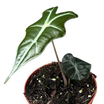 Alocasia sanderiana 'Nobilis'