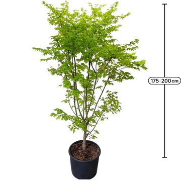 Acer palmatum 'Summer Gold'