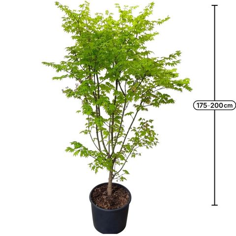 Acer palmatum 'Summer Gold'