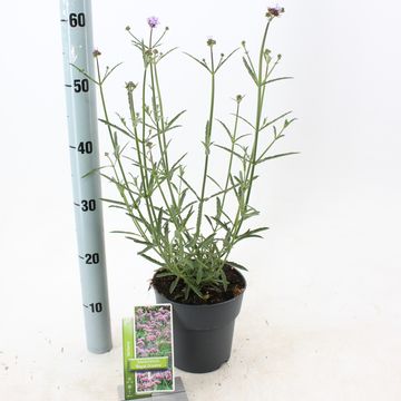 Verbena bonariensis 'Royal Dreams'