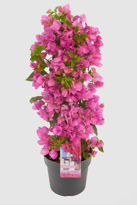 Bougainvillea glabra SANDERIANA PINK