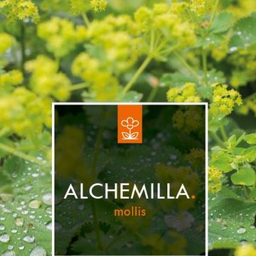 Alchemilla mollis