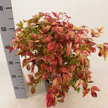 Nandina domestica 'Fire Power'