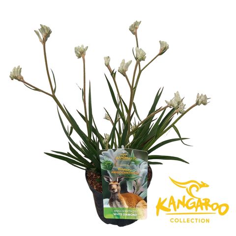 Anigozanthos 'White Diamond'