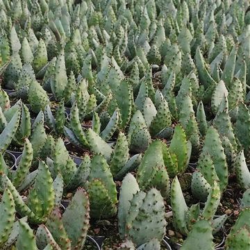 Aloe aculeata