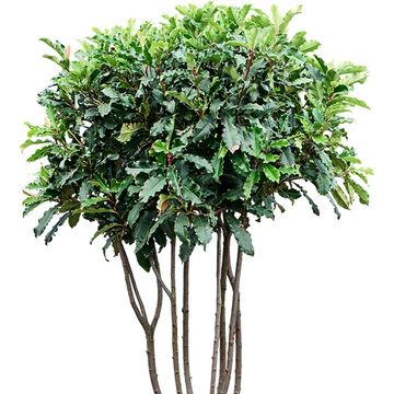 Photinia serratifolia CRUNCHY