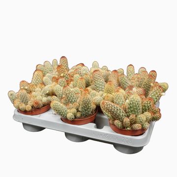 Mammillaria elongata