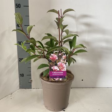 Viburnum x bodnantense 'Dawn'