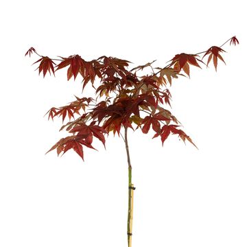 Acer palmatum 'Livy'