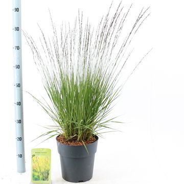 Molinia caerulea 'Edith Dudszus'