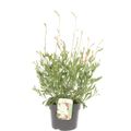 Gaura lindheimeri GEYSER WHITE