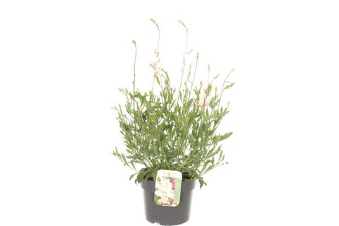 Gaura lindheimeri GEYSER WHITE