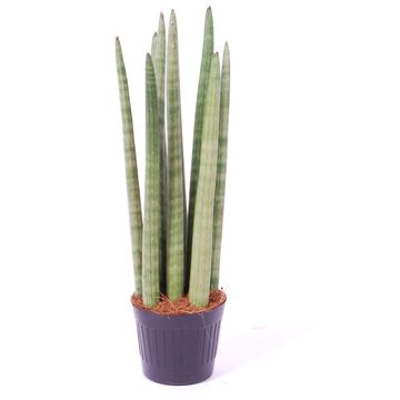 Sansevieria cylindrica 'Spaghetti'