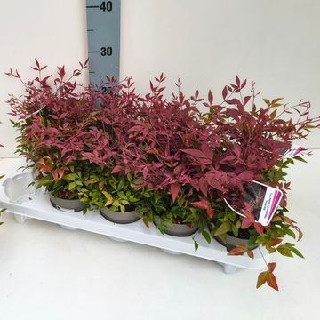 Nandina domestica OBSESSED