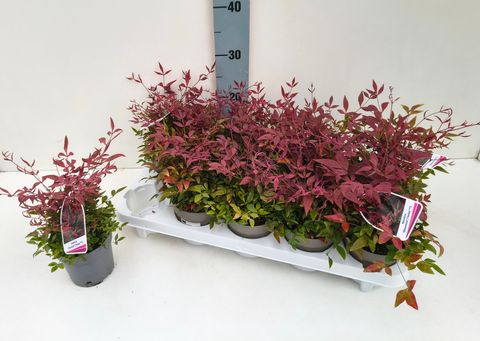 Nandina domestica OBSESSED