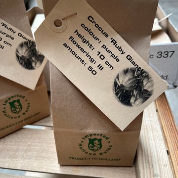 Crocus tommasinianus 'Ruby Giant'