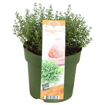 Thymus vulgaris 'Fredo'