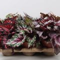 Begonia BELEAF MIX