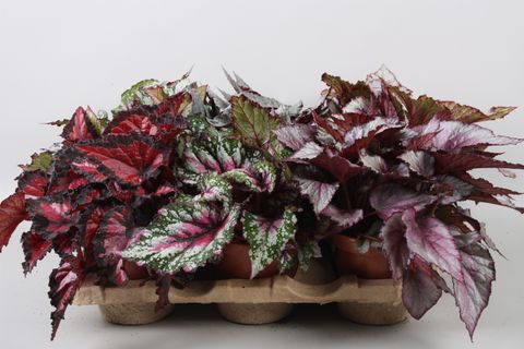 Begonia BELEAF MIX