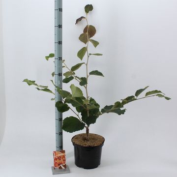 Hamamelis x intermedia 'Diane'