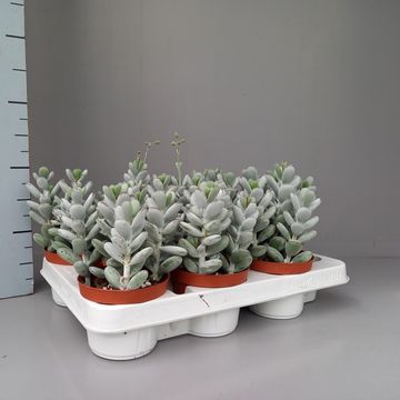 Cotyledon orbiculata