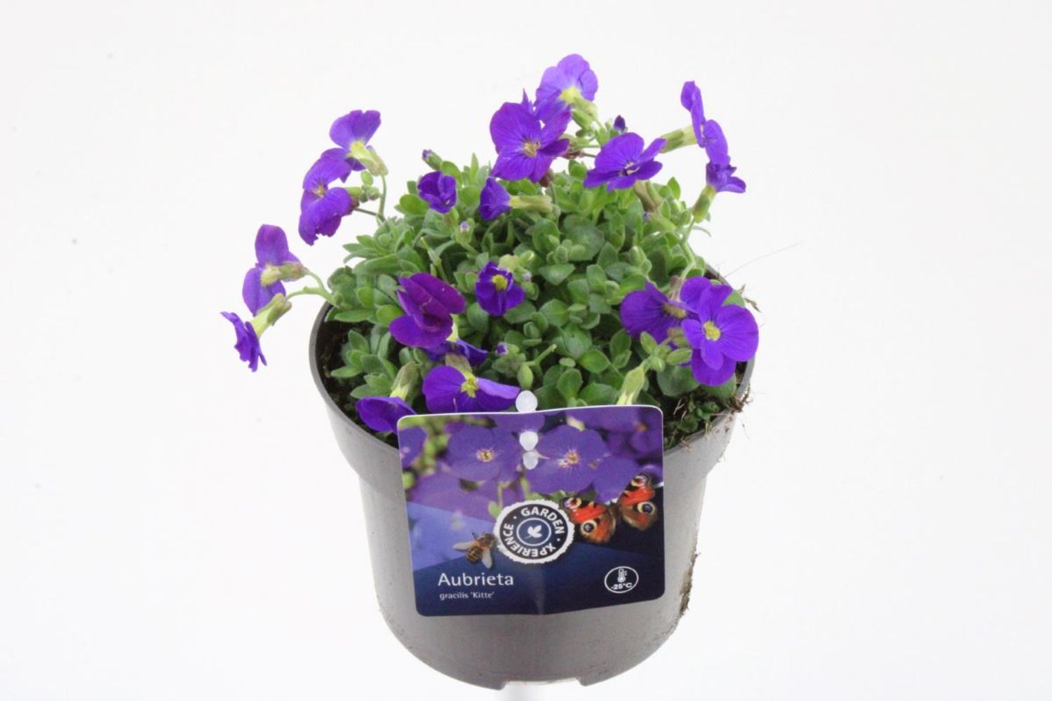 Aubrieta gracilis 'Kitte' — Plant Wholesale FlorAccess