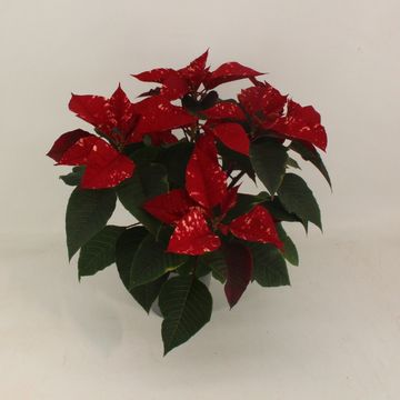 Euphorbia pulcherrima FANTASY STAR RED