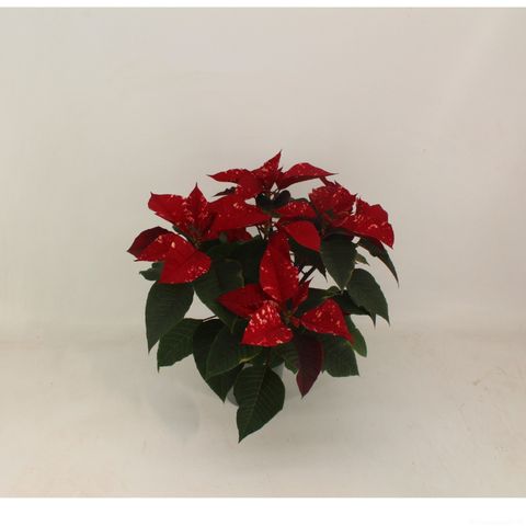 Euphorbia pulcherrima FANTASY STAR RED