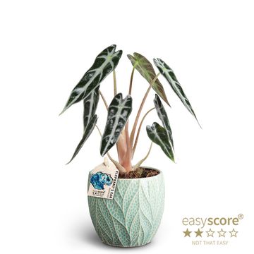 Alocasia BAMBINO