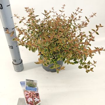 Abelia x grandiflora SUNSHINE DAYDREAM