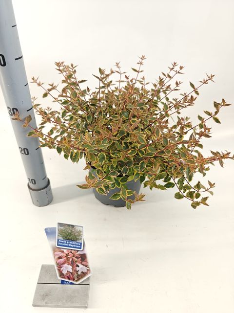Abelia x grandiflora SUNSHINE DAYDREAM