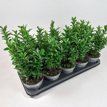 Euonymus japonicus 'Green Spire'