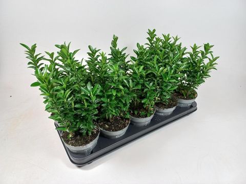 Euonymus japonicus 'Green Spire'