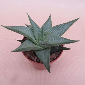 Haworthia limifolia 'Roux'