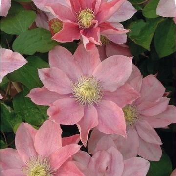 Clematis 'Little Mermaid' (EL)