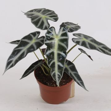 Alocasie BAMBINO ARROW