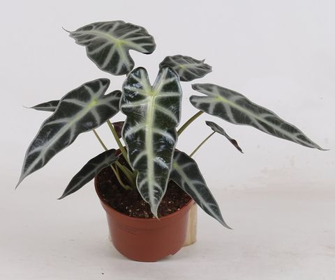 Alocasia BAMBINO ARROW