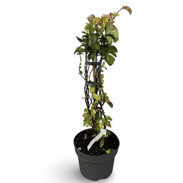 Хеномелес speciosa 'Pink Storm'