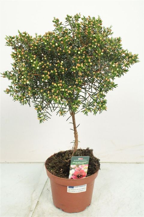 Chamelaucium uncinatum 'My Sweet 16'