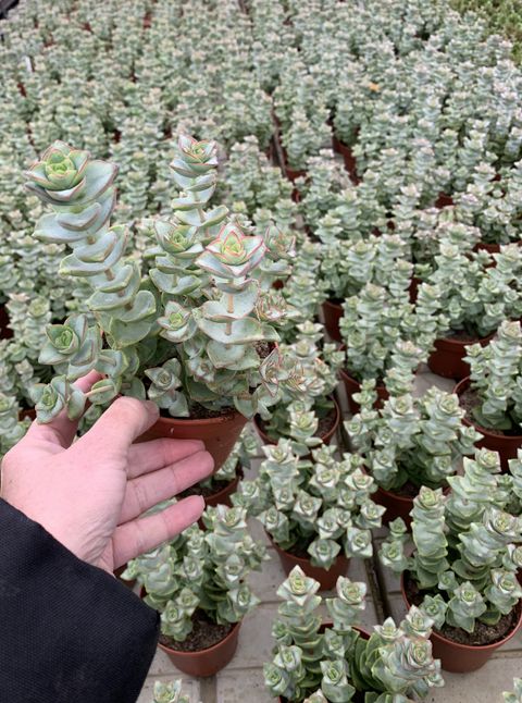 Crassula perforata 'Bicolour Necklace'