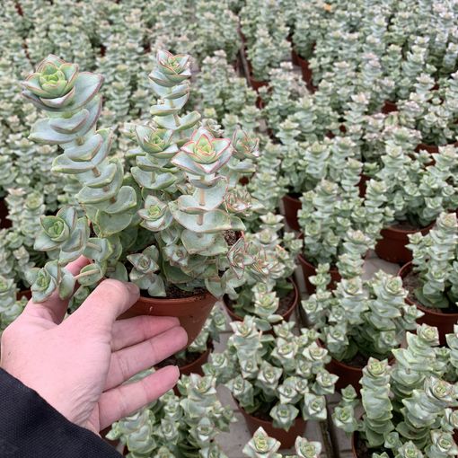 Crassula perforata 'Bicolour Necklace'