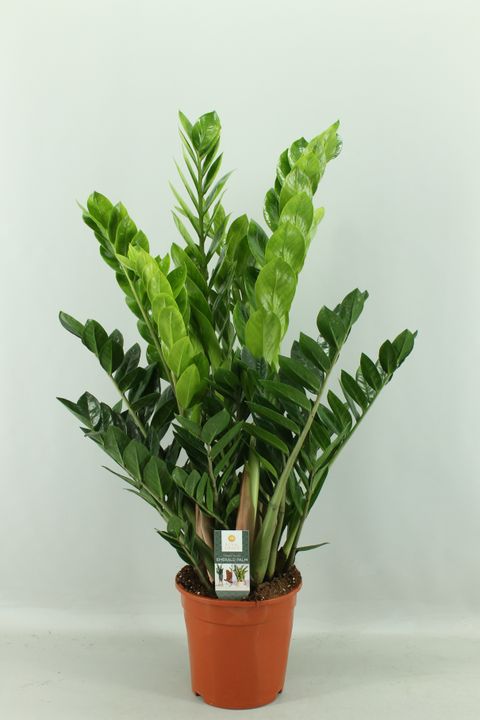 Zamioculcas zamiifolia