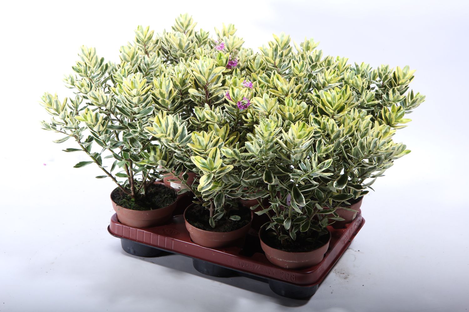 Hebe 'Andersonii Variegata'  Plant Wholesale FlorAccess