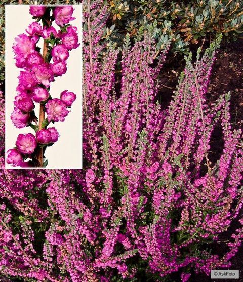 Calluna vulgaris 'Jana'