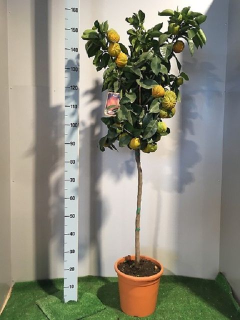 Citrus x aurantium 'Canaliculata'